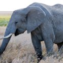TZA SHI SerengetiNP 2016DEC24 NamiriPlains 050 : 2016, 2016 - African Adventures, Africa, Date, December, Eastern, Month, Namiri Plains, Places, Serengeti National Park, Shinyanga, Tanzania, Trips, Year